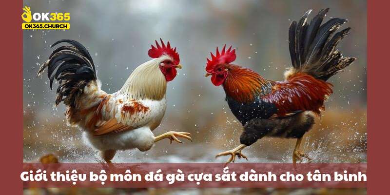 Giới thiệu bộ môn đá gà cựa sắt dành cho tân binh