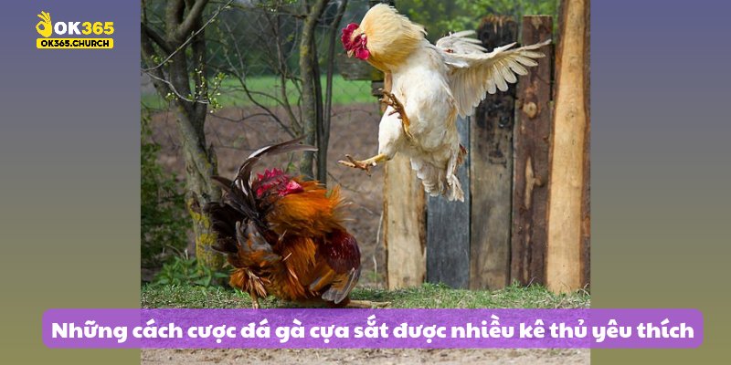 Những cách cược đá gà cựa sắt được nhiều kê thủ yêu thích