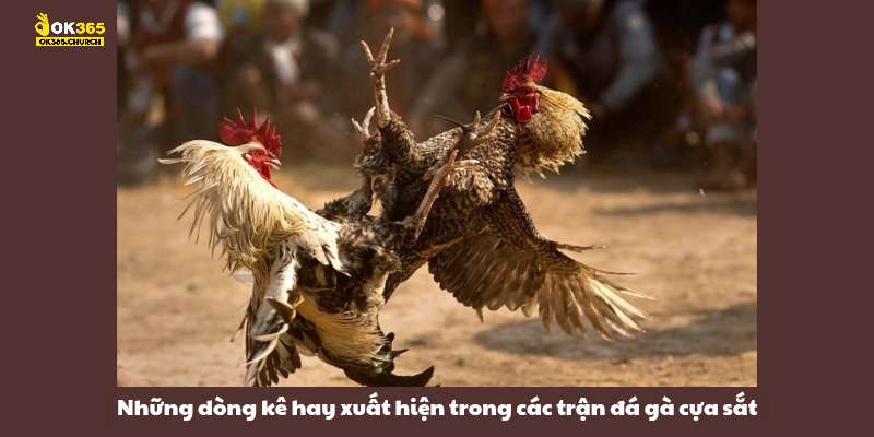 Những dòng kê hay xuất hiện trong các trận đá gà cựa sắt